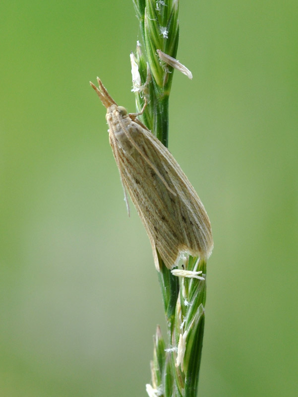 Da determinare: Ematheudes punctella? Si maschio